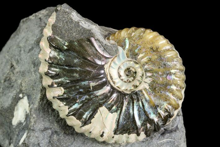 Iridescent Hoploscaphites Ammonite - South Dakota #110569